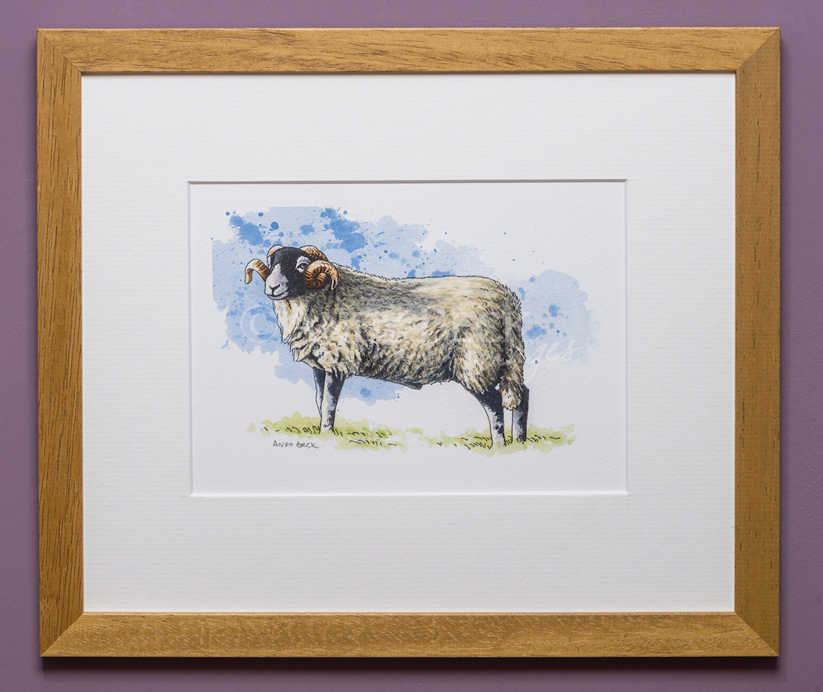 Swaledale sheep. Framed art print by Andy Beck