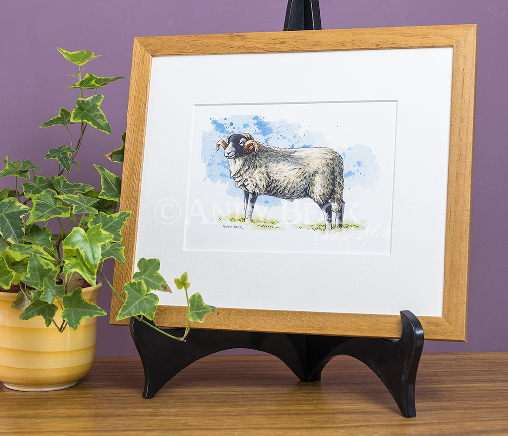 Swaledale sheep framed print