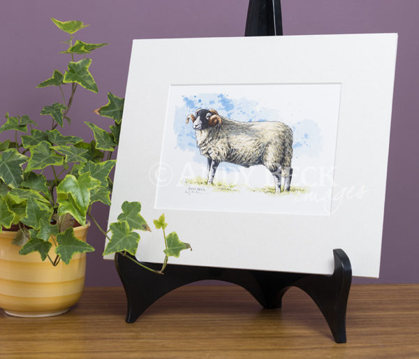 Swaledale sheep mounted print by Andy Beck