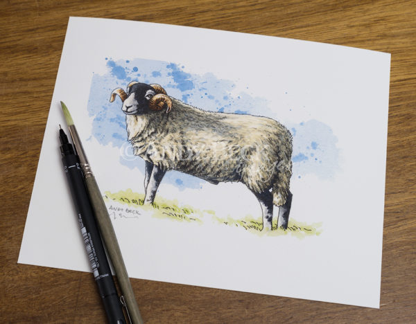 Swaledale sheep. Print by Andy Beck
