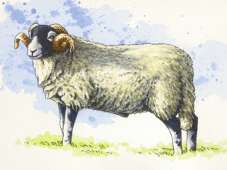 Swaledale tup small sketch, original pen and watercolour painting