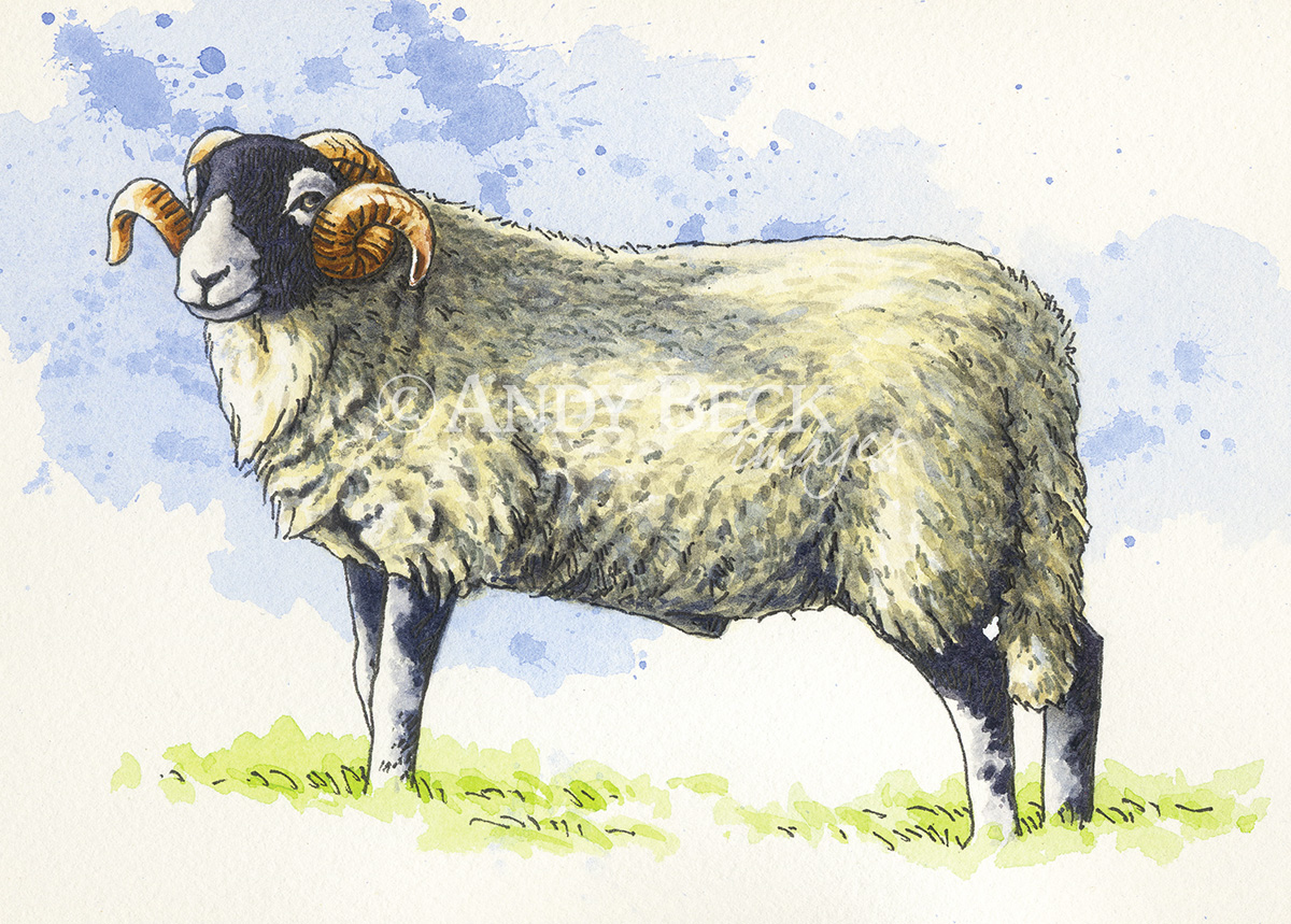 Swaledale tup small sketch, original pen and watercolour painting