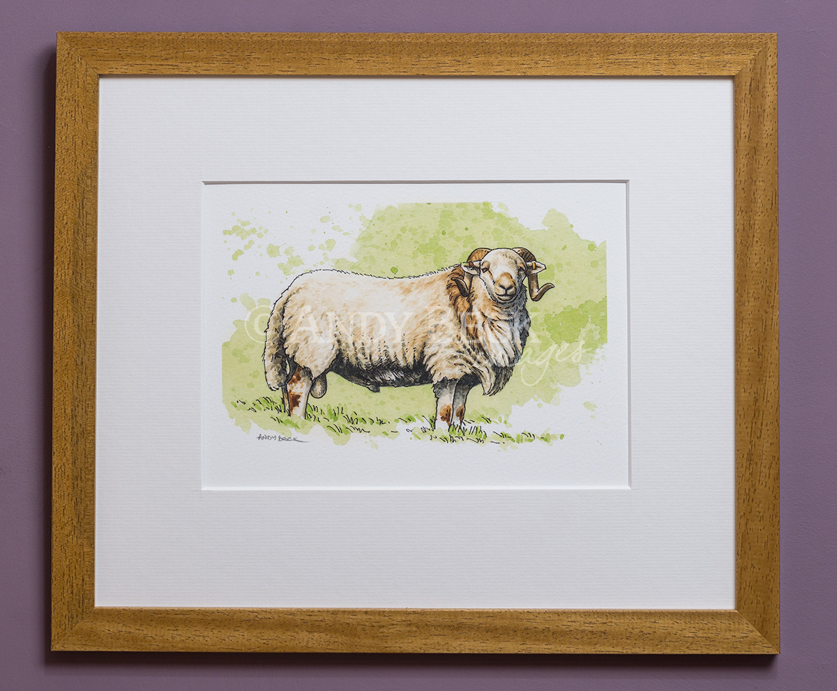 Welsh Mountain Sheep. art print by Andy Beck Framed