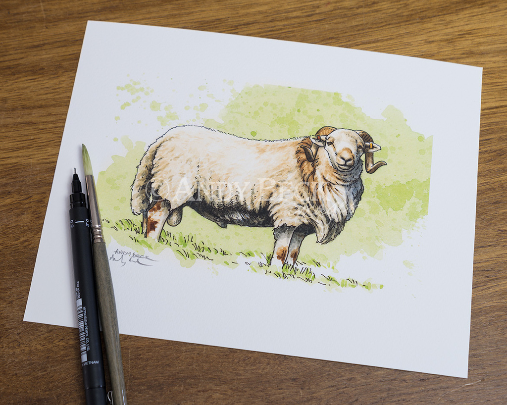 Welsh Mountain Sheep print by Andy Beck Sheep Breed