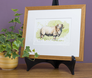 Welsh Mountain Sheep. print Framed
