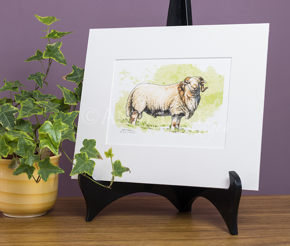 Welsh Mountain Sheep. print mounted by Andy beck