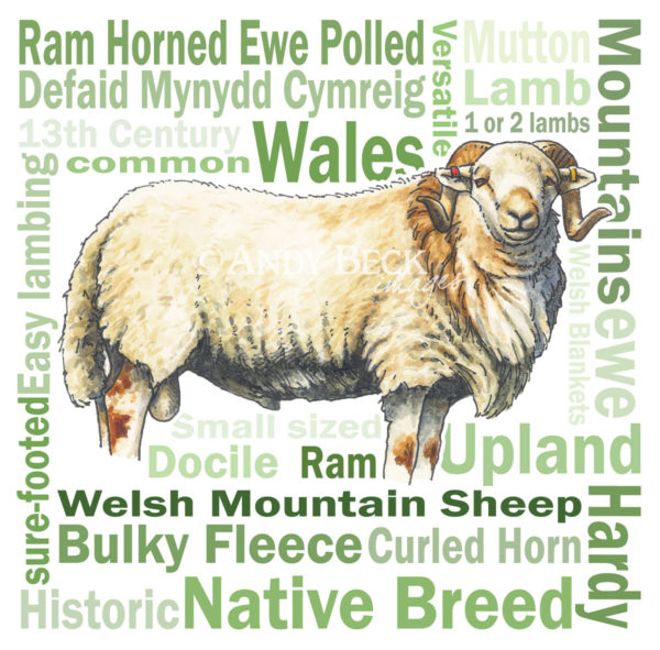 Welsh Mountain sheep 6x6 greeting card