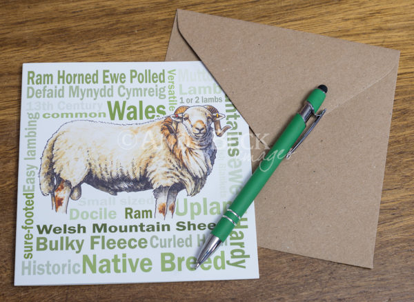 Welsh Mountain sheep card 6x6 with recycled envelope