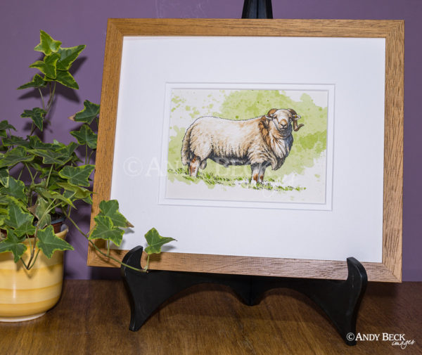 Welsh Mountain sheep sketch, framed original sketch