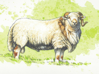 Welsh Mountain sheep small sketch, original pen and wash