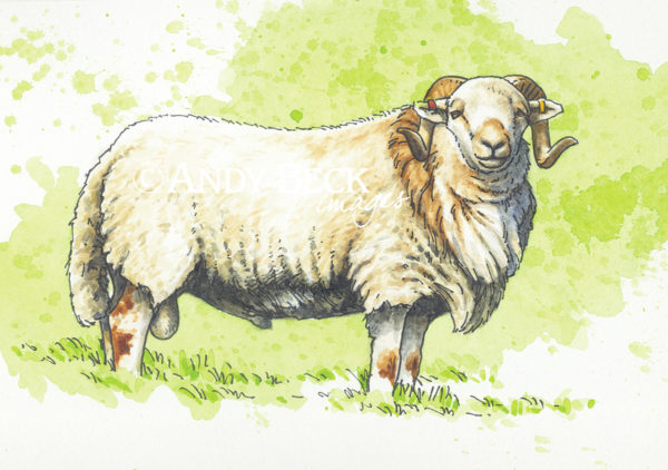 Welsh Mountain sheep small sketch, original pen and wash