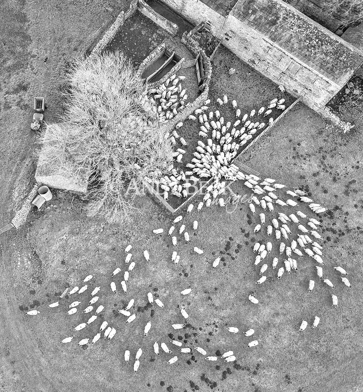 Shedding sheep. A black and white drone photograph of sheep moving out of a pen. Stony Keld near Bowes.