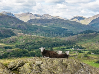 Herdwick sheep in the Duddon Valley. Lake District