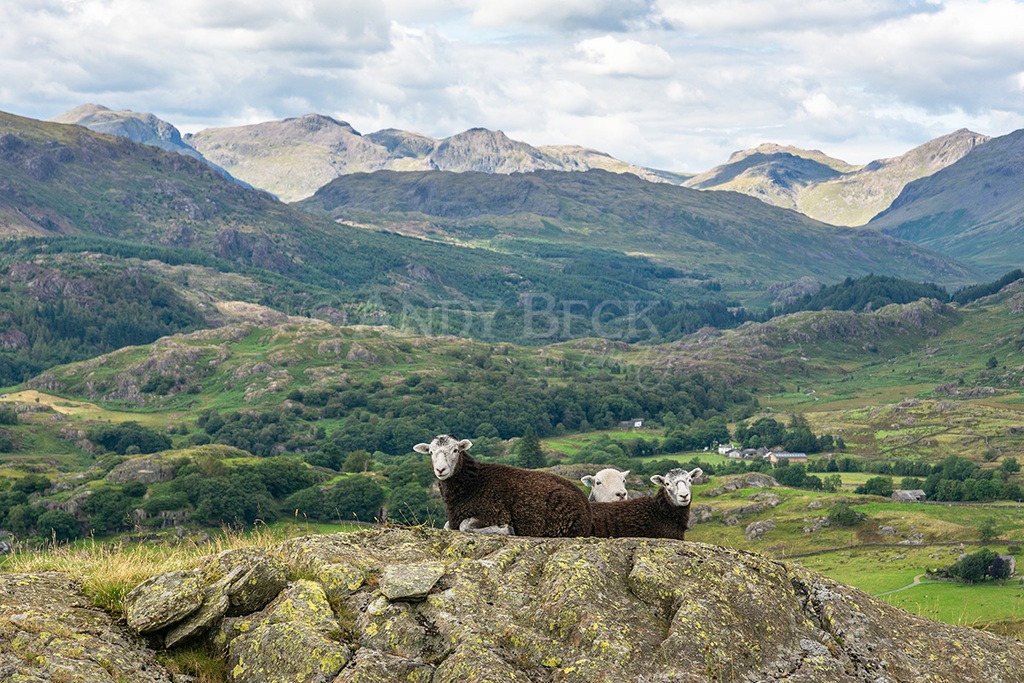 Herdwick sheep in the Duddon Valley. Lake District