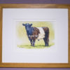 Belted Galloway framed original. Belted Galloway.