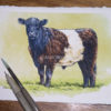 Belted Galloway pen and watercolour sketch. Belted Galloway cattle