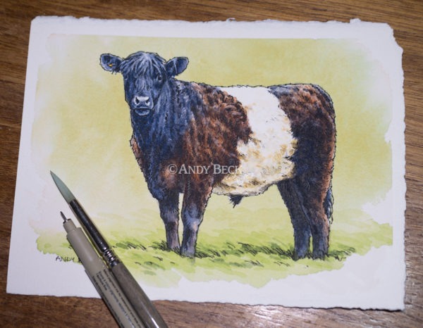 Belted Galloway pen and watercolour sketch. Belted Galloway cattle