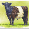Belted Galloway sketch. Belted Galloway cattle