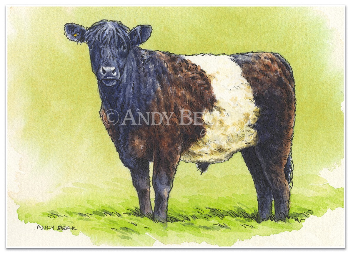 Belted Galloway sketch. Belted Galloway cattle