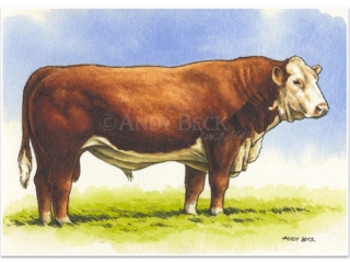 Hereford Bull pen and watercolour sketch. Hereford cattle
