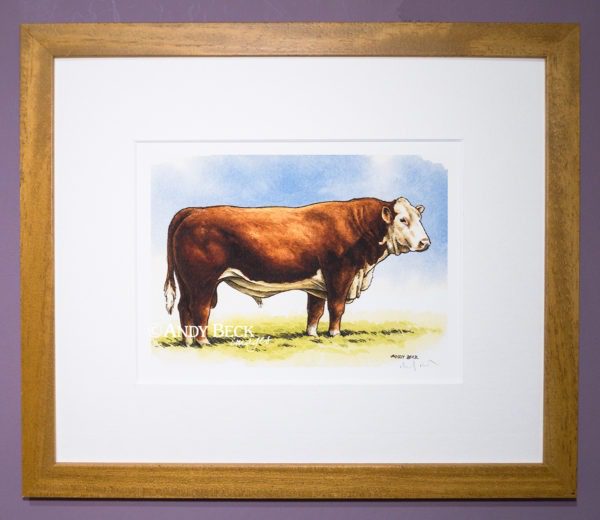 Hereford Bull print. Hereford Cattle painting