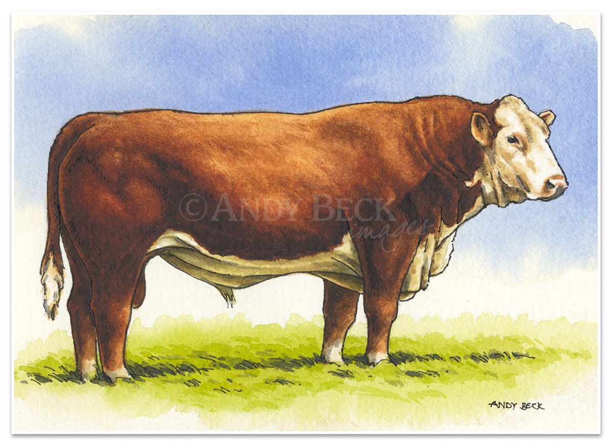 Hereford Bull pen and watercolour sketch. Hereford cattle