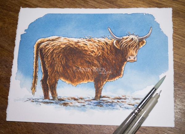 Highland cow pen and watercolour sketch. Highland Cow