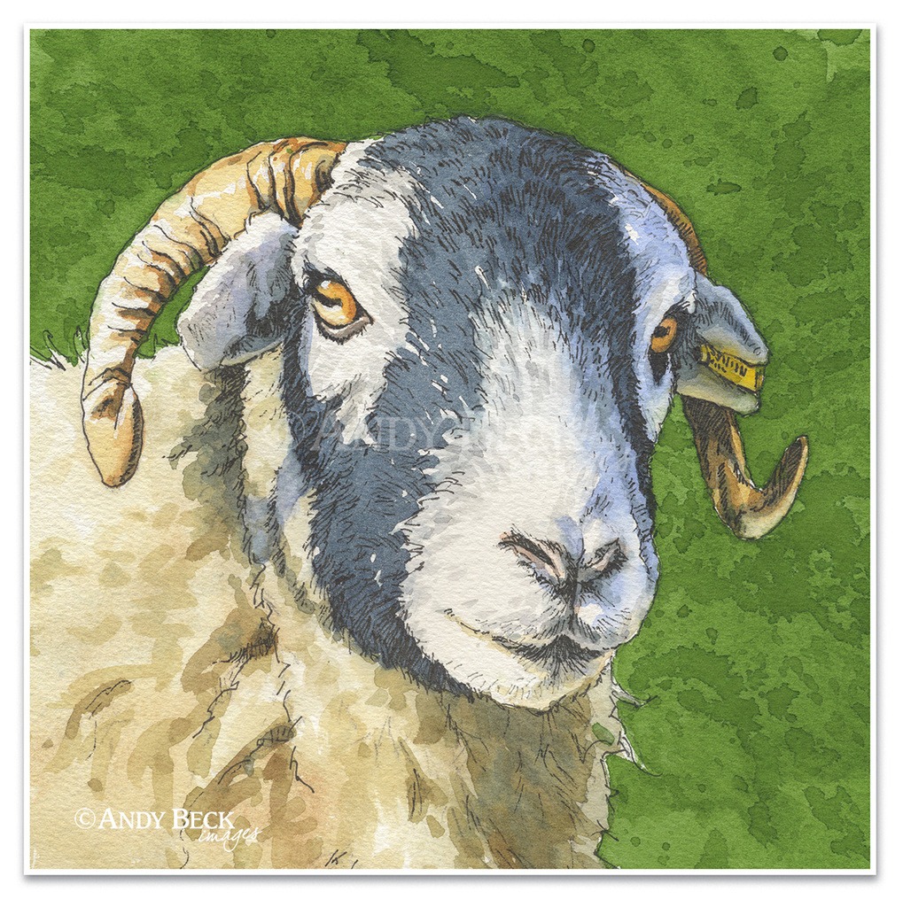 Swaledale ewe pen and watercolour. Swaledale sheep