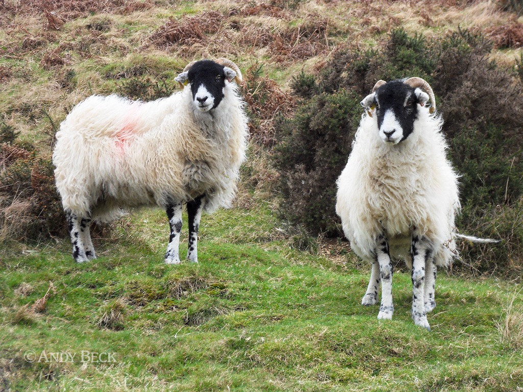 Swaledale sheep on Sale Fell. Swaledale sheep.