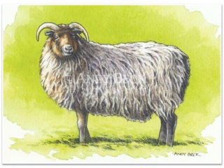 Boreray sketch, Boreray sheep, rare breed sheep native to UK
