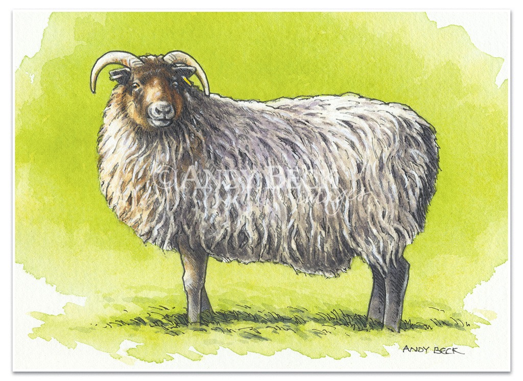 Boreray sketch, Boreray sheep, rare breed sheep native to UK