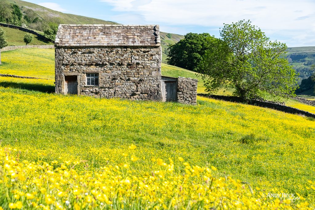 Barn in a Swaledale hay meadow, Yorkshire Dales