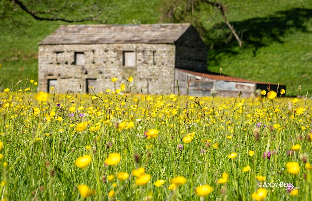 Buttercups and barn Swaledale, Yorkshire Dales