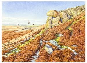 Crossing the Border watercolour painting, Red Grouse
