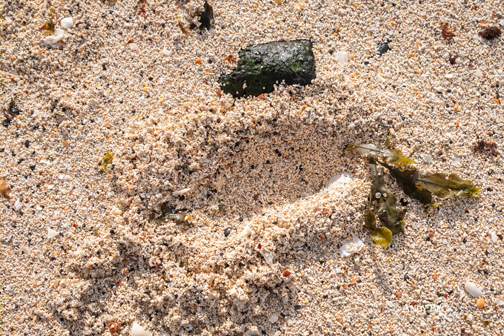 Coral Beach particles, Isle of Skye