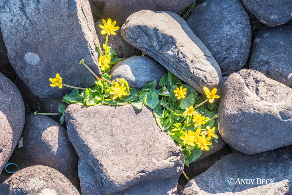 Lesser Celandine Talisker bay, Isle of Skye