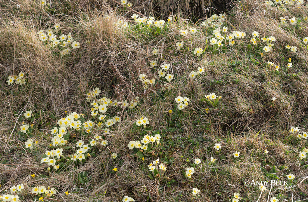 Primroses at Coral Beach Skye