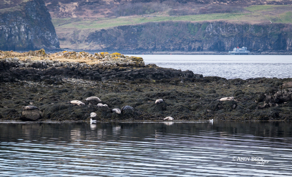 Seals on Lampay island, near Coral Beach, Skye
