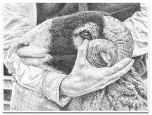 Steady hands pencil drawing. Swaledale tup drawing