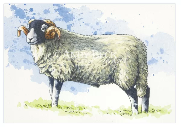 Swaledale sheep card back 5x7, Swaledale Greeting card by Andy Beck