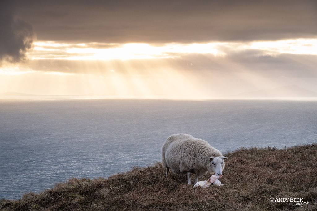 New born lamb, Neist Point, Isle of Skye, Scotland