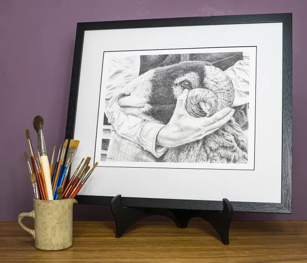 Steady Hands print by Andy Beck, Swaledale sheep print