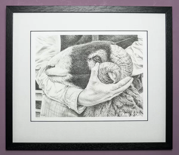 Steady Hands print by Andy Beck, Swaledale sheep print
