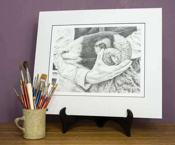 Steady Hands print by Andy Beck, Swaledale sheep print