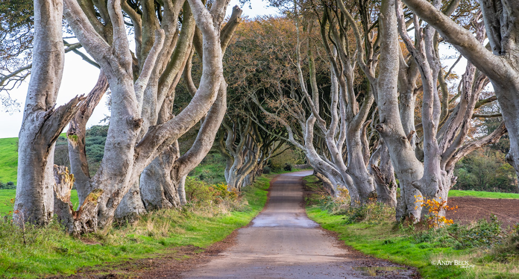 Beech trees, the Dark Hedges, Ballymoney, County Antrim, Game Of Thrones location