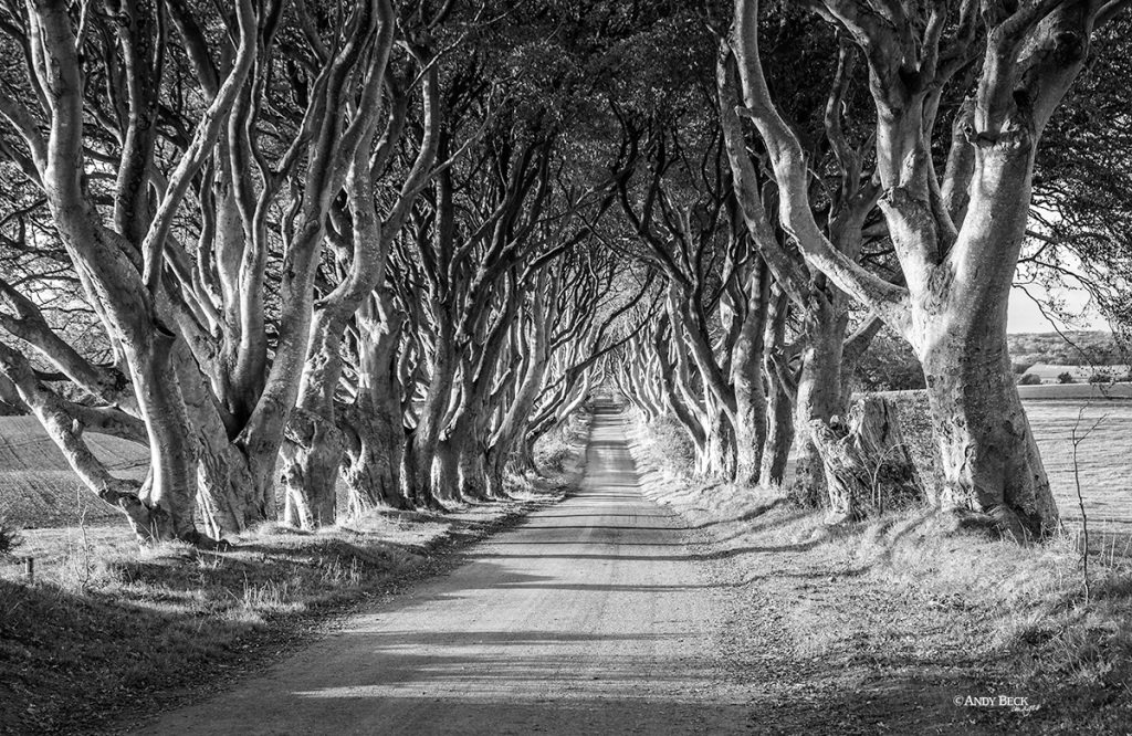 Black and white trees, the Dark Hedges, Ballymoney, County Antrim, Game Of Thrones location