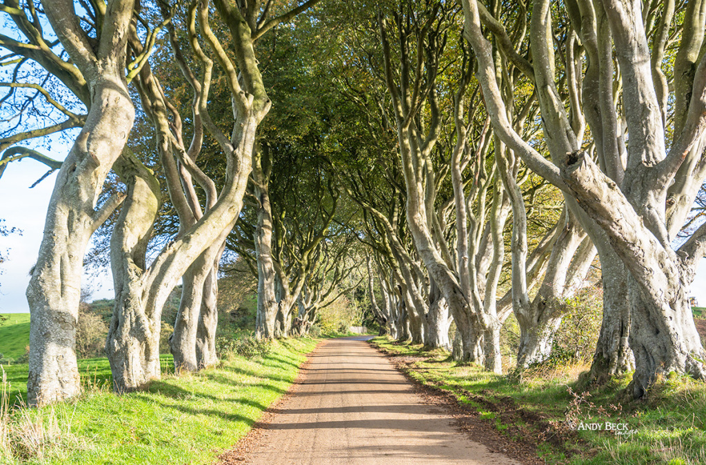 Lane and trees, the Dark Hedges, Armoy, County Antrim, Game Of Thrones location