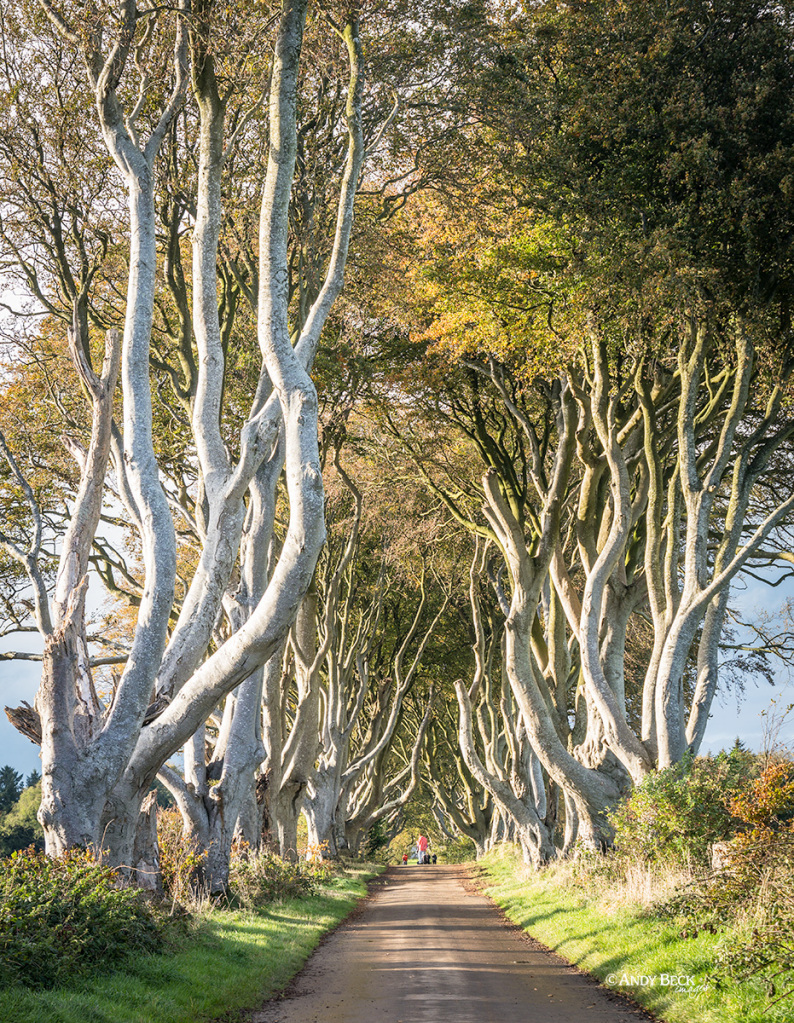 Lane and beech trees, the Dark Hedges, Ballymoney, County Antrim, Game Of Thrones location