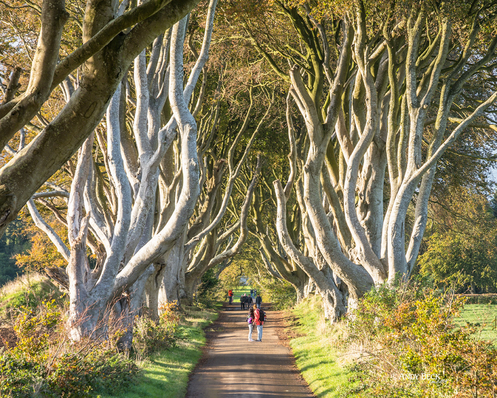 Line of trees, the Dark Hedges, Armoy, County Antrim, Game Of Thrones location
