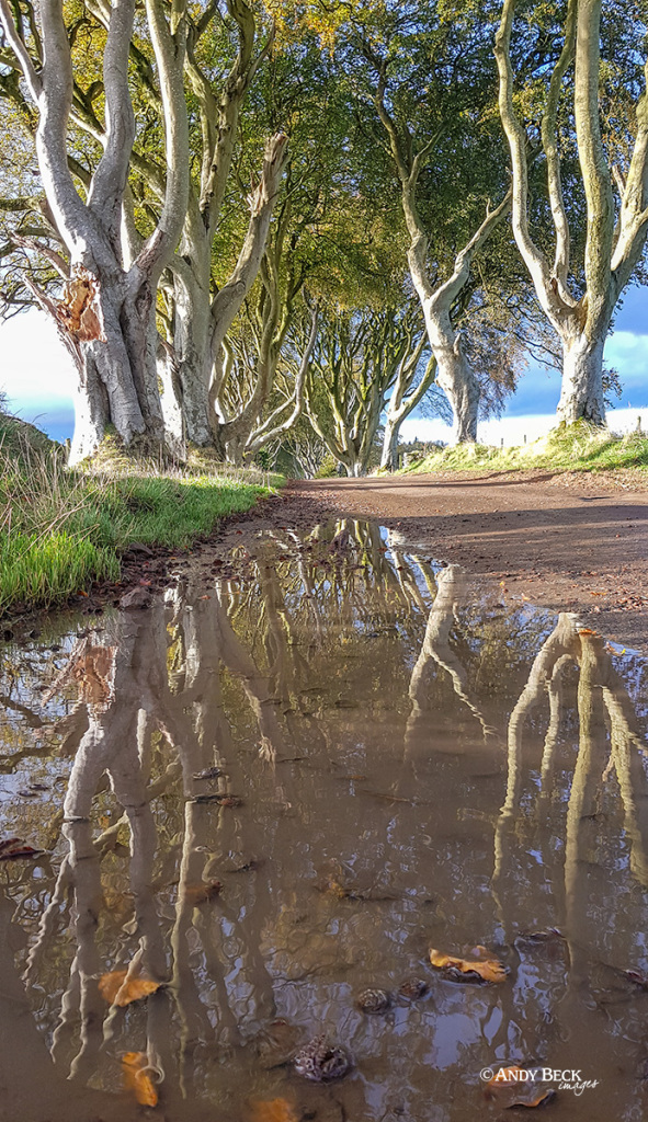 Avenue of trees, the Dark Hedges, Armoy, County Antrim, Game Of Thrones location